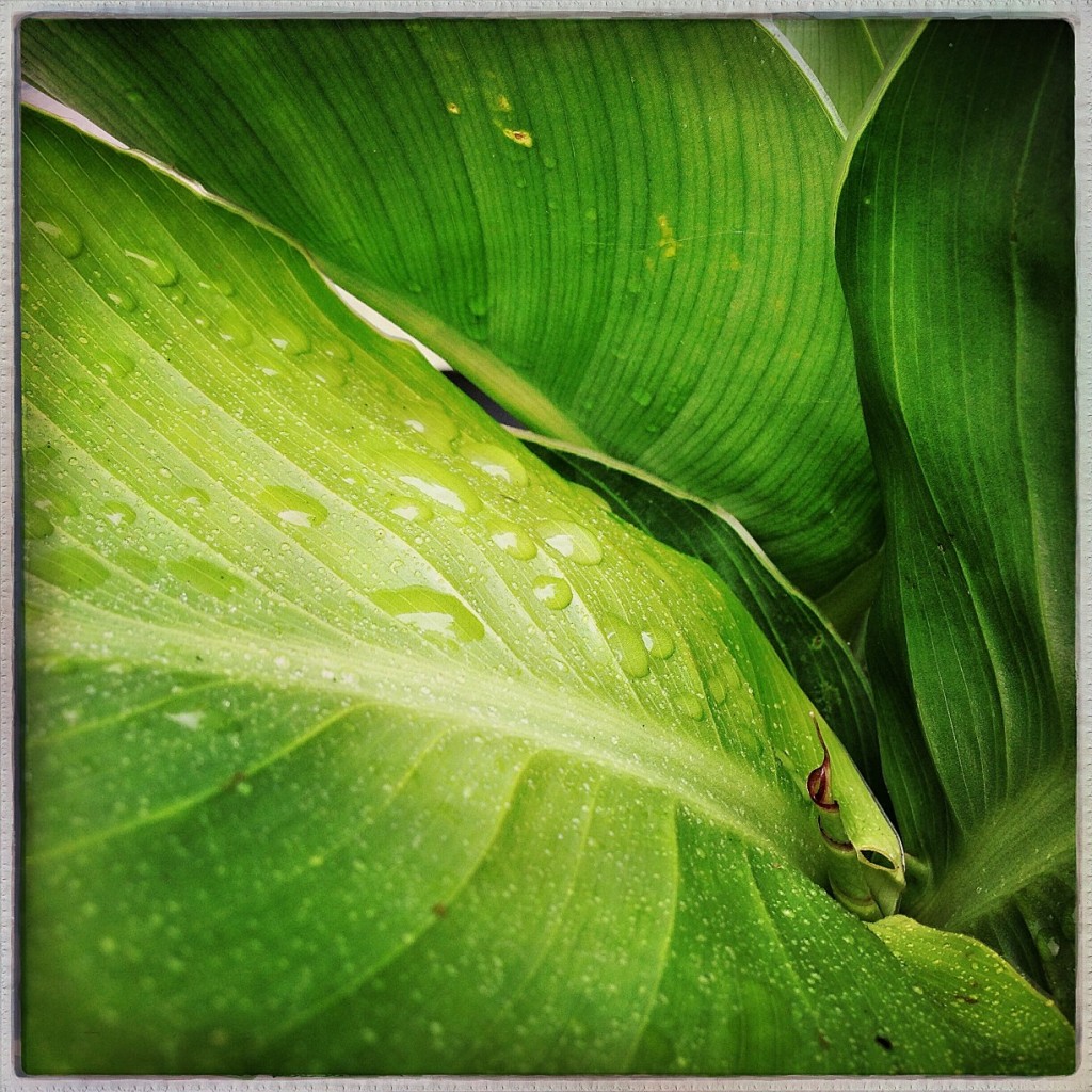 Phoneography and Non-SLR Digital Photo Challenge:  Macro (Canna Leaves)
