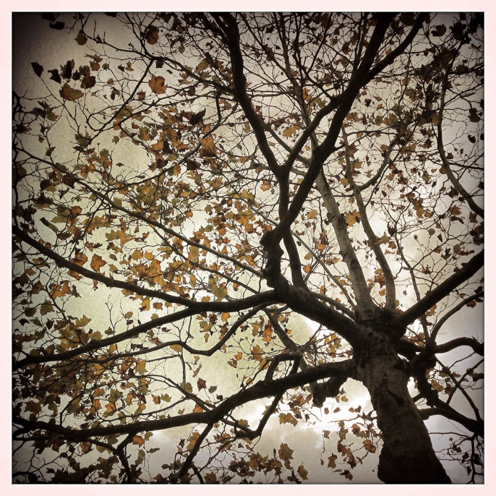 iPhoneography Monday:  11-3-14