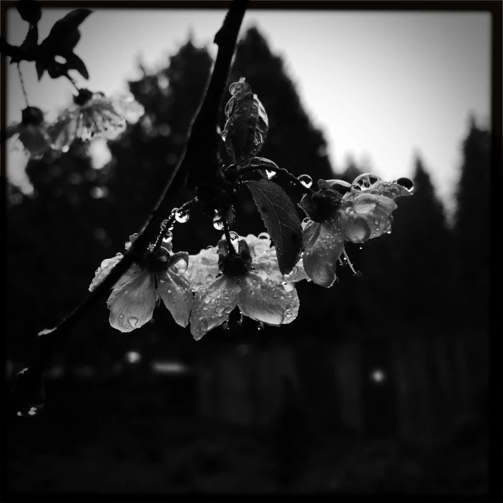 iPhoneography Thursday:  Nature (Spring Blooms in February)