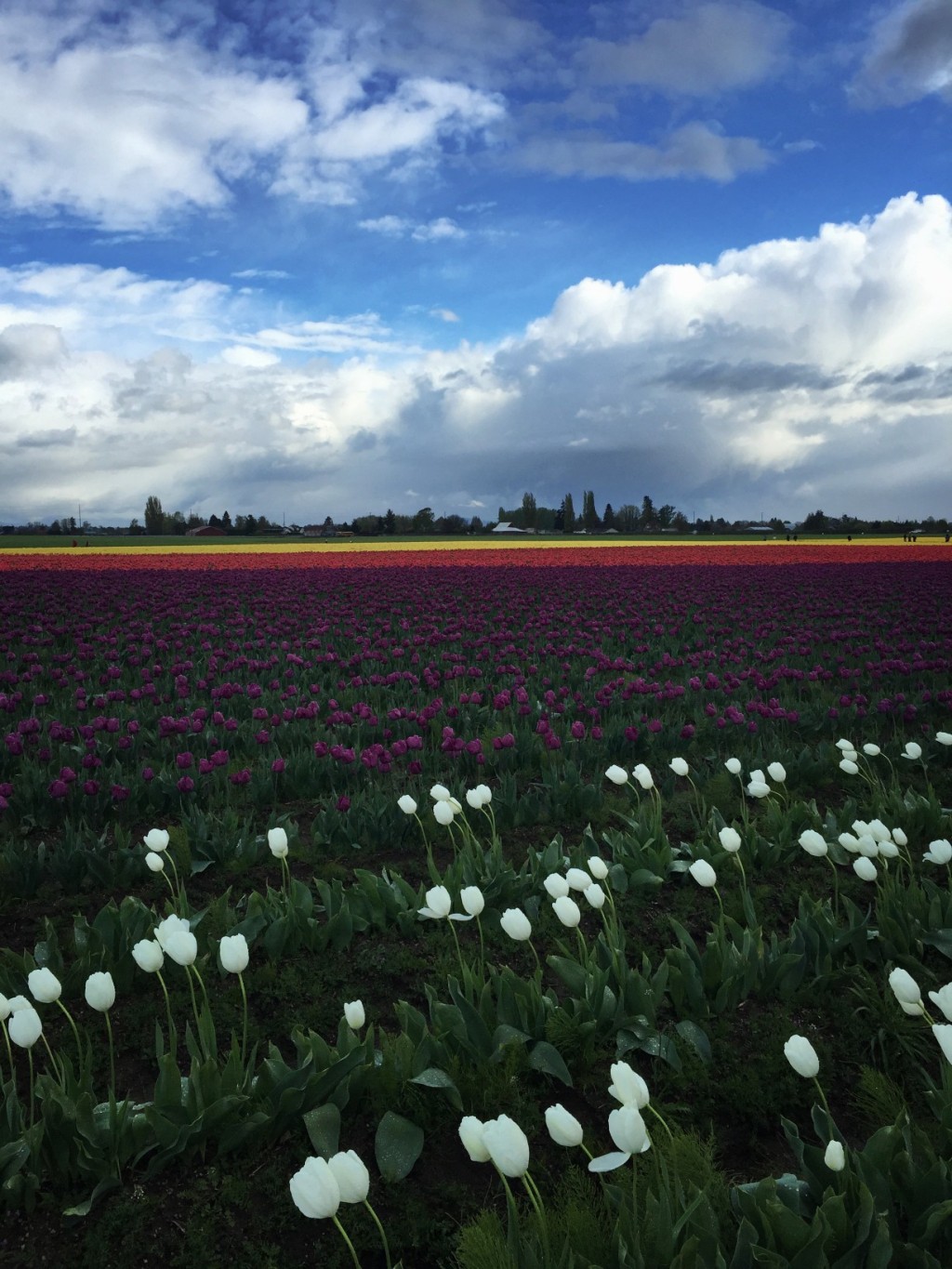 Wordless Wednesday: Tulips and Spring Skies in the Skagit Valley