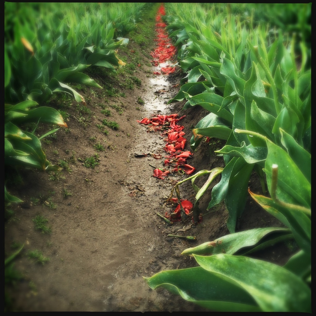 iPhoneography Tuesday:  Nature’s Cycle in the Tulip Fields