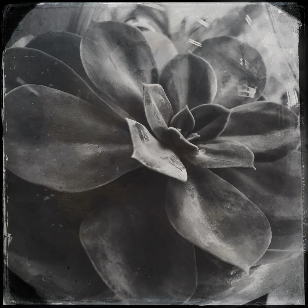 Sally D’s Mobile Photography Challenge:  Black and White Succulent