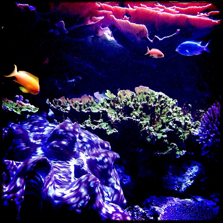Sally D’s Mobile Photography Challenge:  Challenger’s Choice From Under the Sea