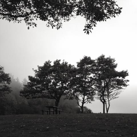 Sally D’s Mobile Photography Challenge:  Black & White (Fall in the Park)