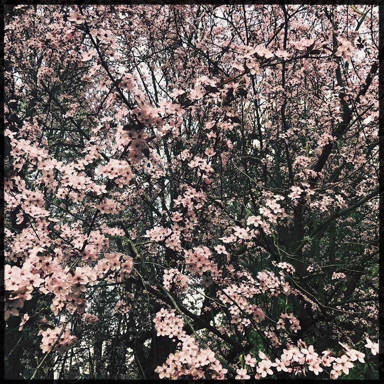 Blossoms and Time