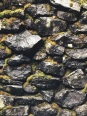 Moss on a rock wall